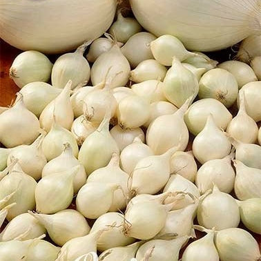 Løk-Onion Snowball 250 g